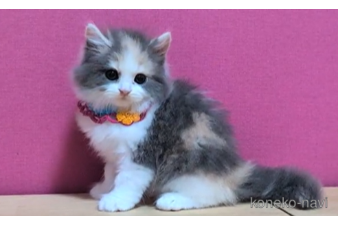 成約済の東京都のマンチカン-100756の2枚目